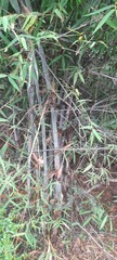 Bambusa vulgaris