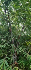 Bambusa vulgaris