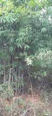 Bambusa vulgaris