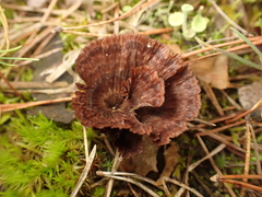 Thelephora caryophyllea