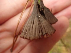 Thelephora caryophyllea
