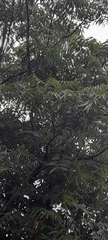 Azadirachta indica