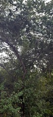 Corylus avellana