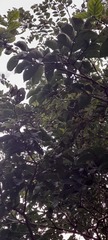 Corylus avellana