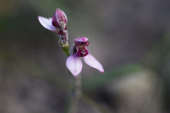 Eriochilus scaber