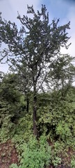 Ulmus