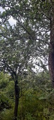 Ulmus