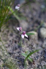 Eriochilus scaber