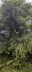 Ulmus