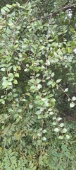 Ulmus