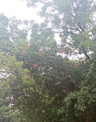 Bougainvillea spectabilis