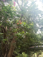 Bougainvillea spectabilis