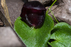 Corybas recurvus