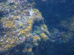 Ophioblennius atlanticus