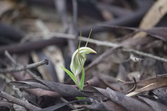 Pterostylis scabra