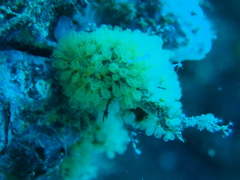 Pycnoclavella communis