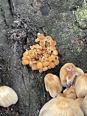Fungi