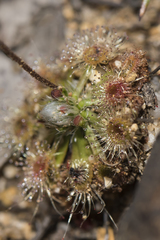 Drosera miniata