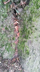 Tortula muralis