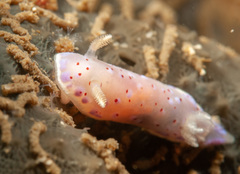 Goniobranchus thompsoni