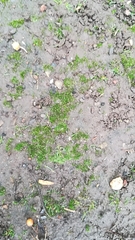 Bryopsida