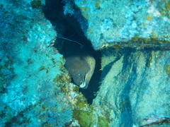 Gymnothorax unicolor