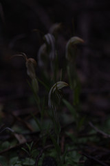 Pterostylis scabra
