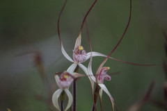 Caladenia varians