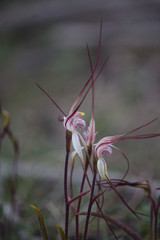 Caladenia varians
