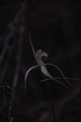 Caladenia varians