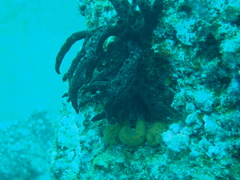 Chalinula parasimulans
