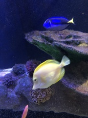 Zebrasoma