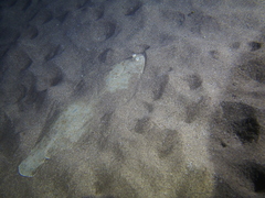 Solea senegalensis
