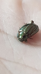 Chrysolina americana