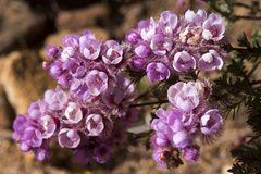 Verticordia pennigera