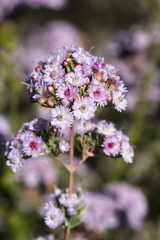 Verticordia plumosa