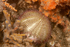 Temnopleurus alexandri