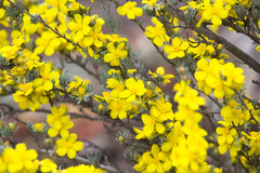 Hibbertia hemignosta