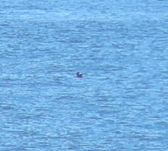 Hydrobates monorhis