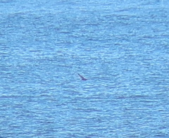 Hydrobates monorhis