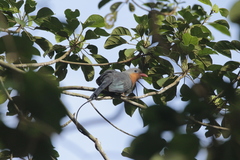 Zanclostomus javanicus