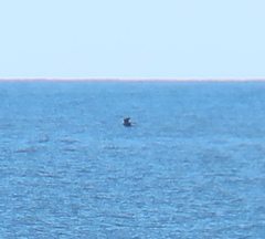 Hydrobates monorhis