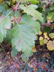 Crataegus submollis