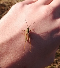 Chorthippus fallax fallax