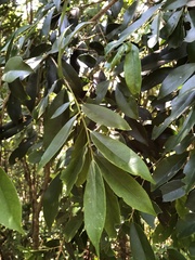 Ilex formosana