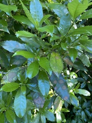 Cephaleuros lagerheimii