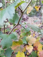 Crataegus submollis