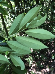 Ilex formosana