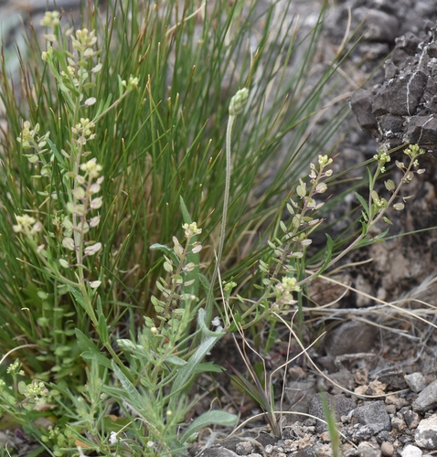 Lepidium virginicum ssp. virginicum