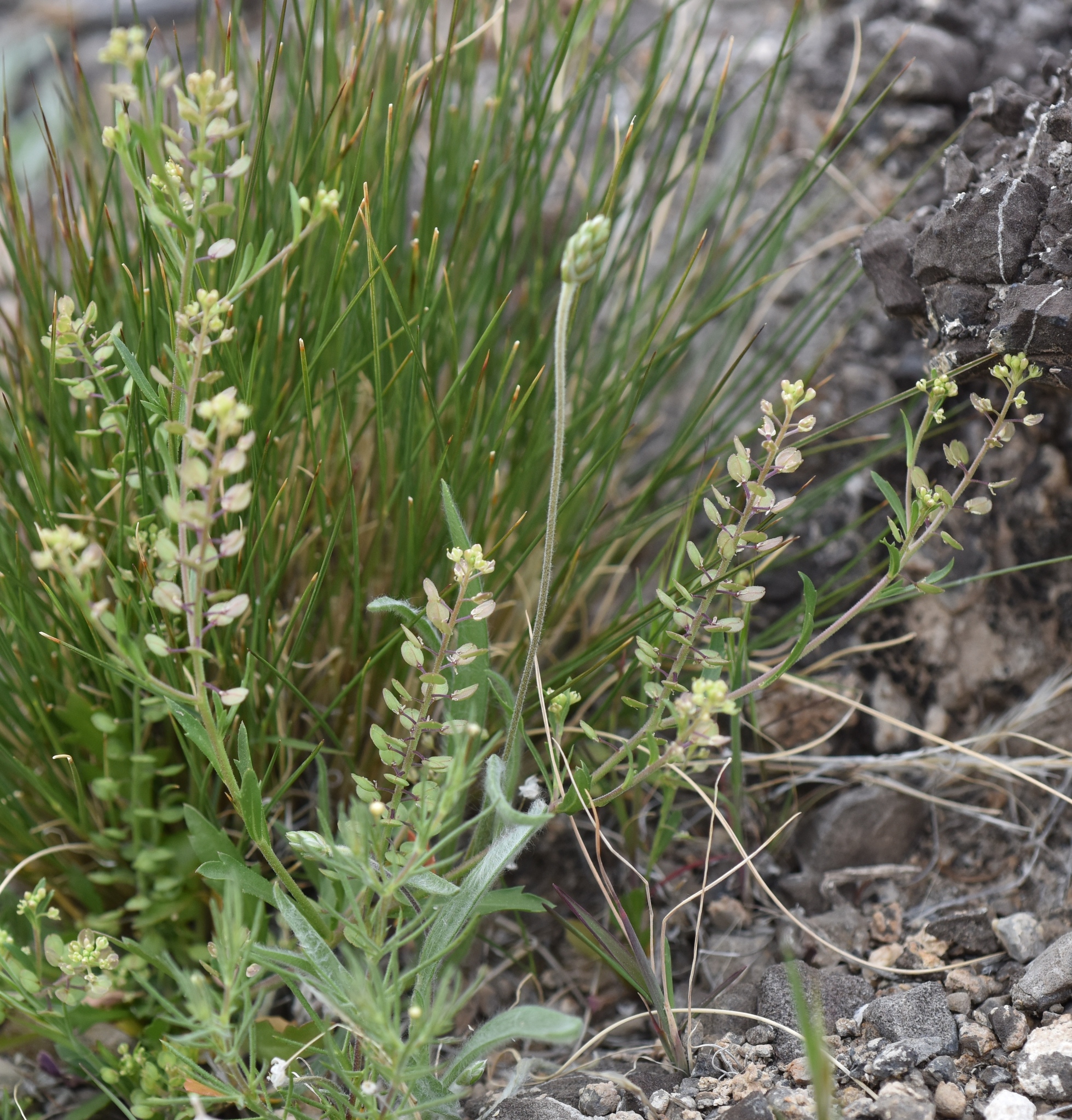 Lepidium virginicum ssp. virginicum